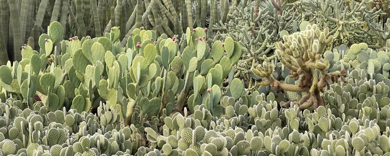 FRAMERATE: Desert Pulse